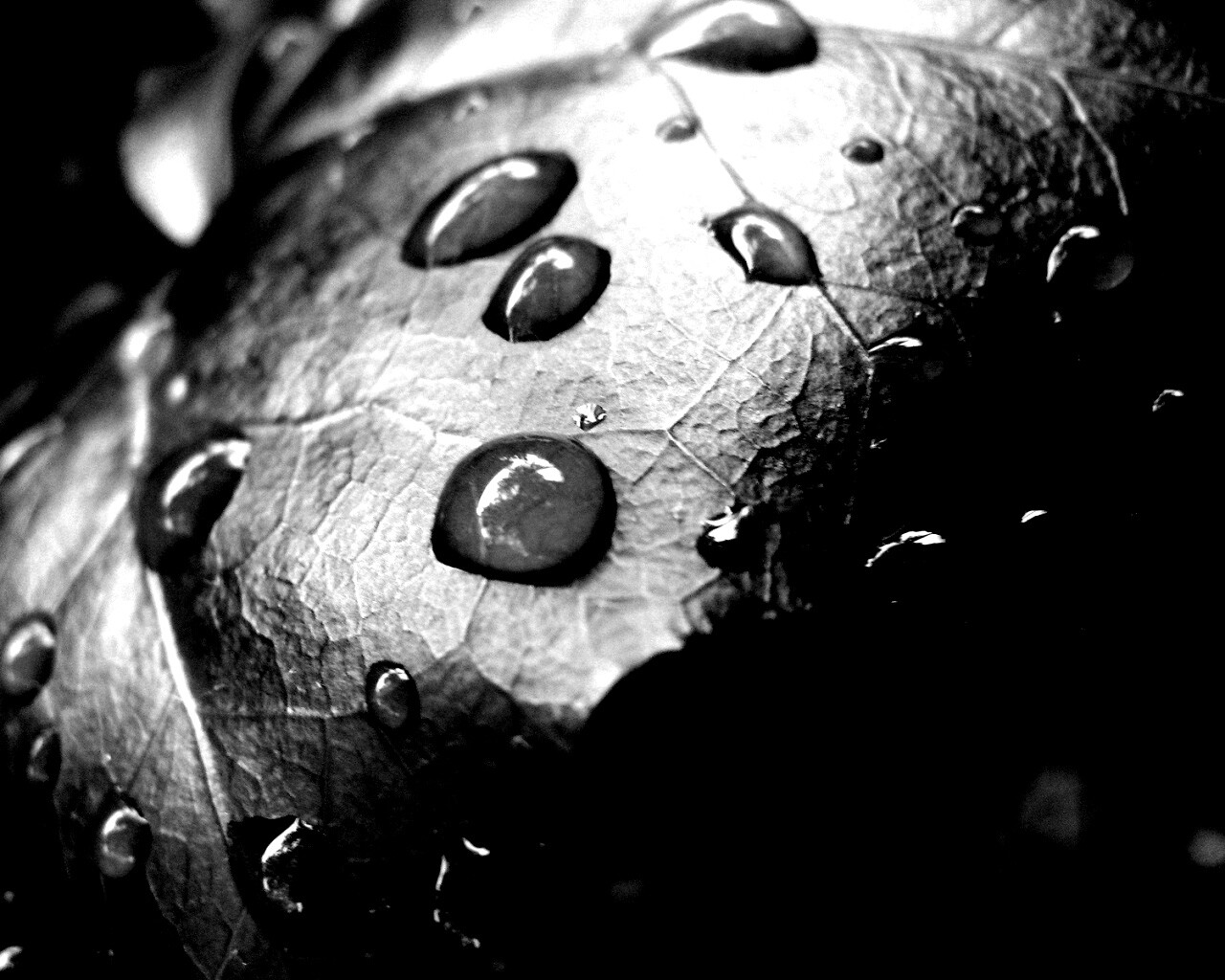 Капли росы на листе обои