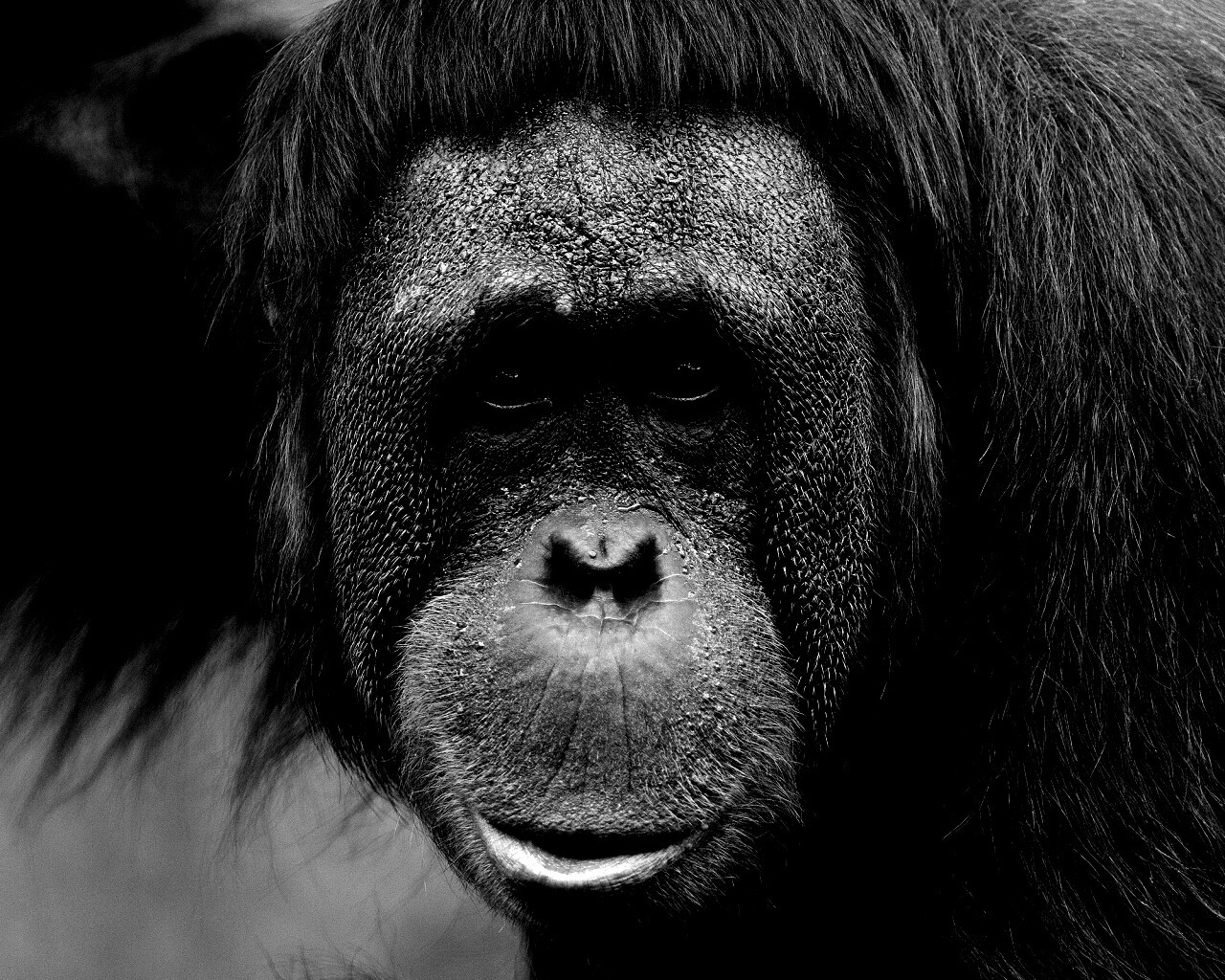 Орангутан обои