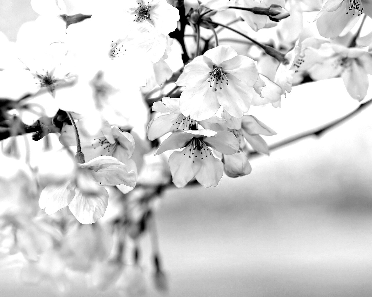 Цветение вишни обои