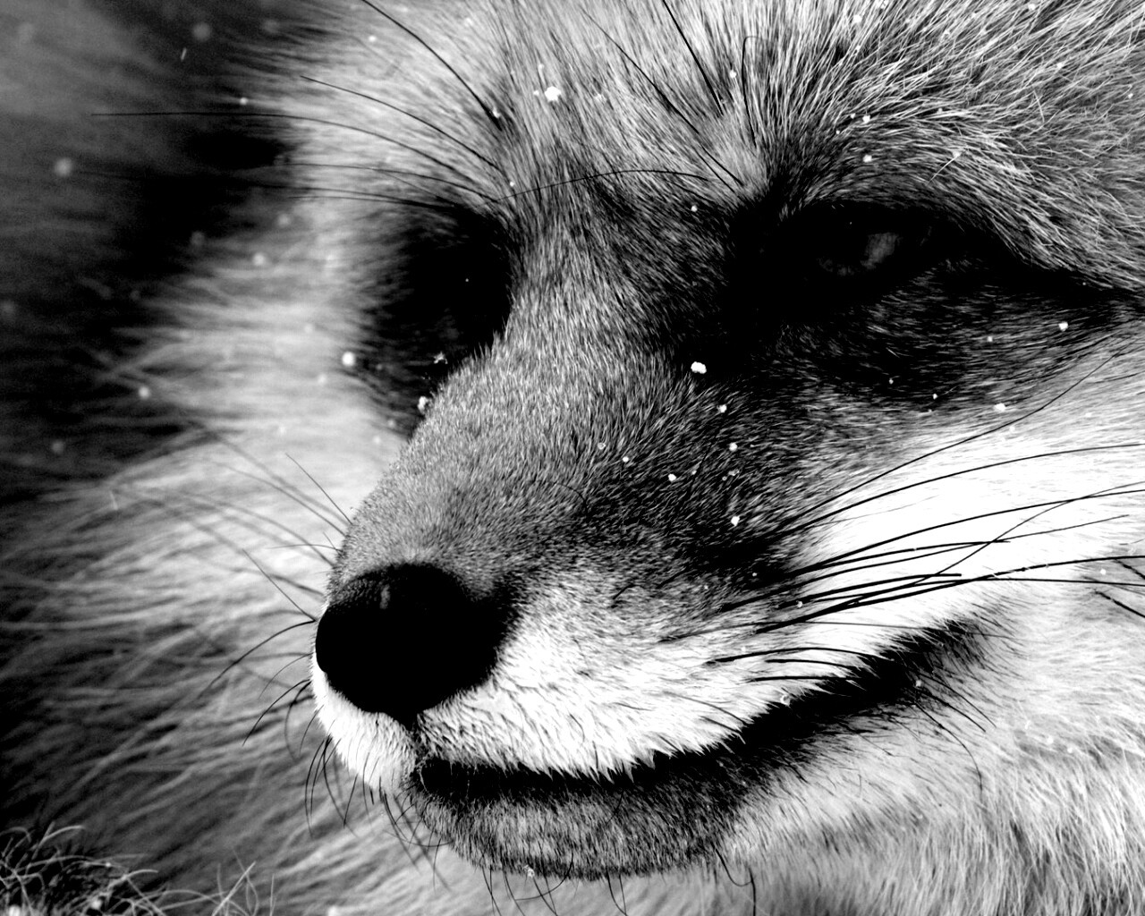 Морда рыжей лисы обои