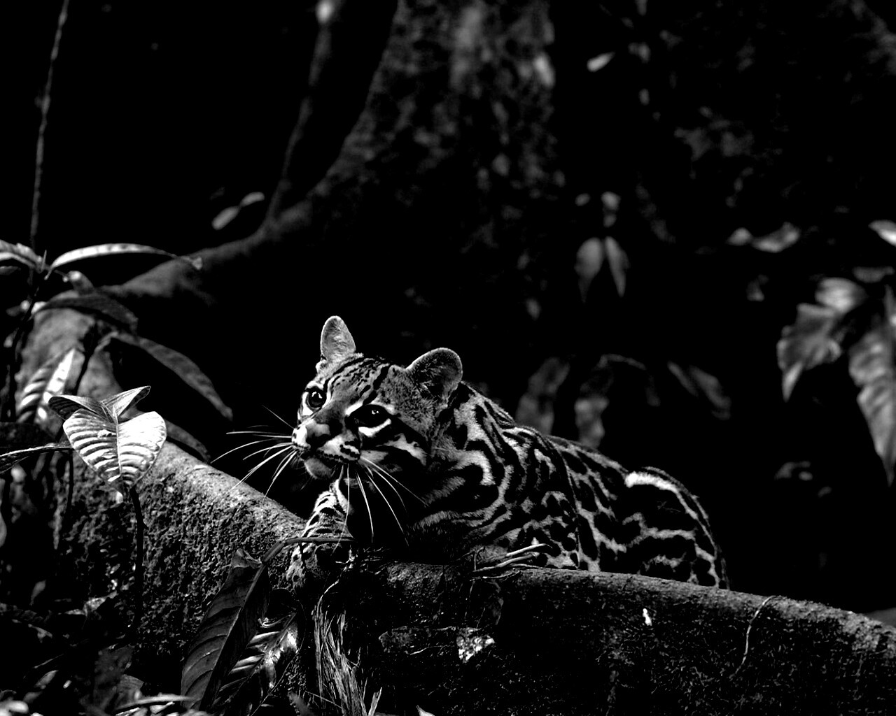 Оцелот обои