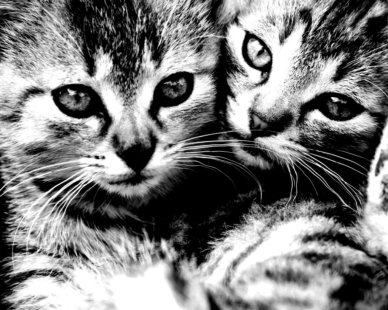 Котята в обнимку обои