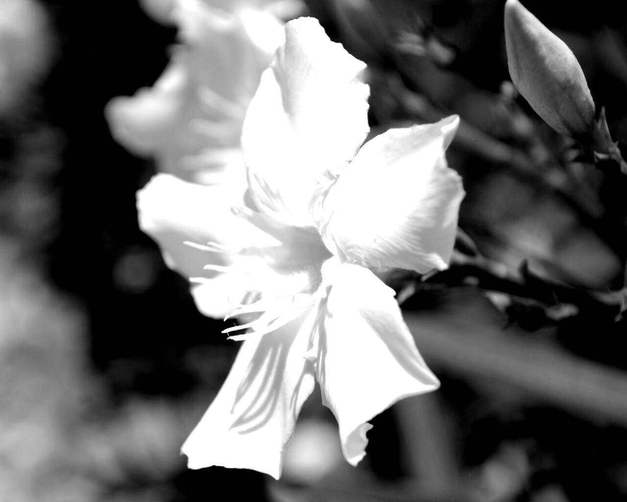 Эухарис, амазонская лилия обои