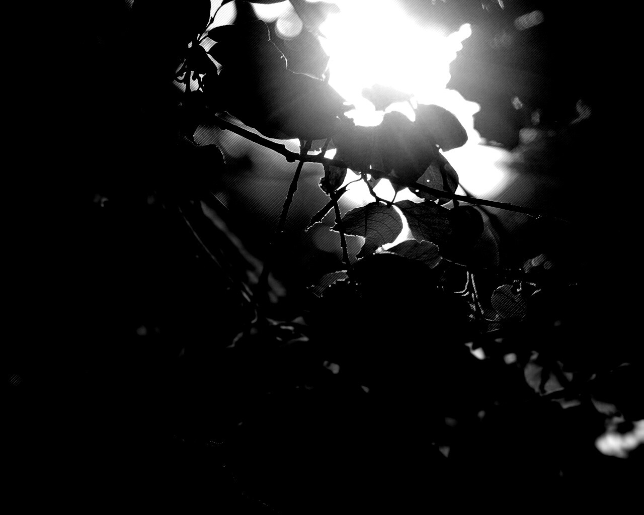 Солнце пробивается сквозь листву обои