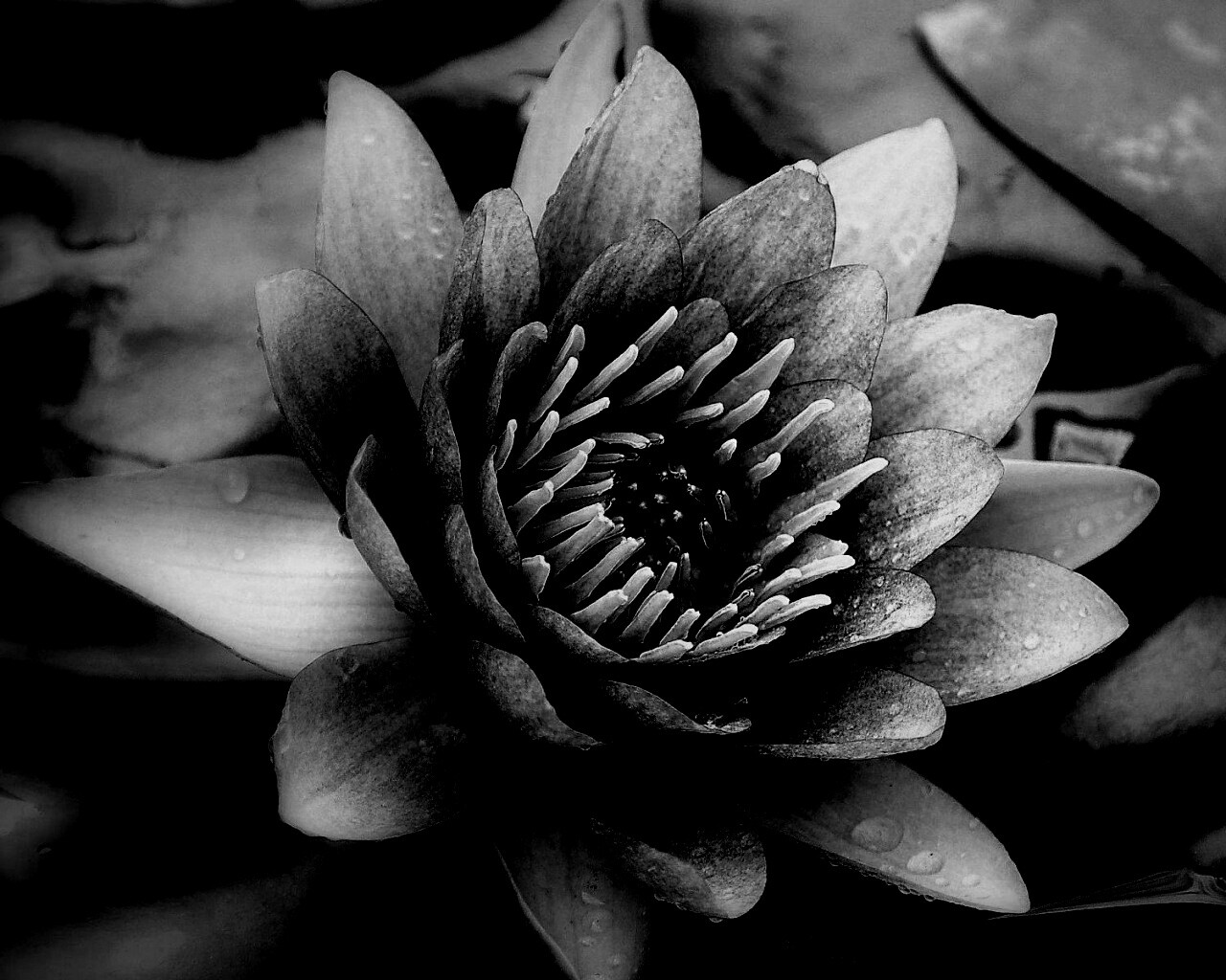 Кувшинка обои