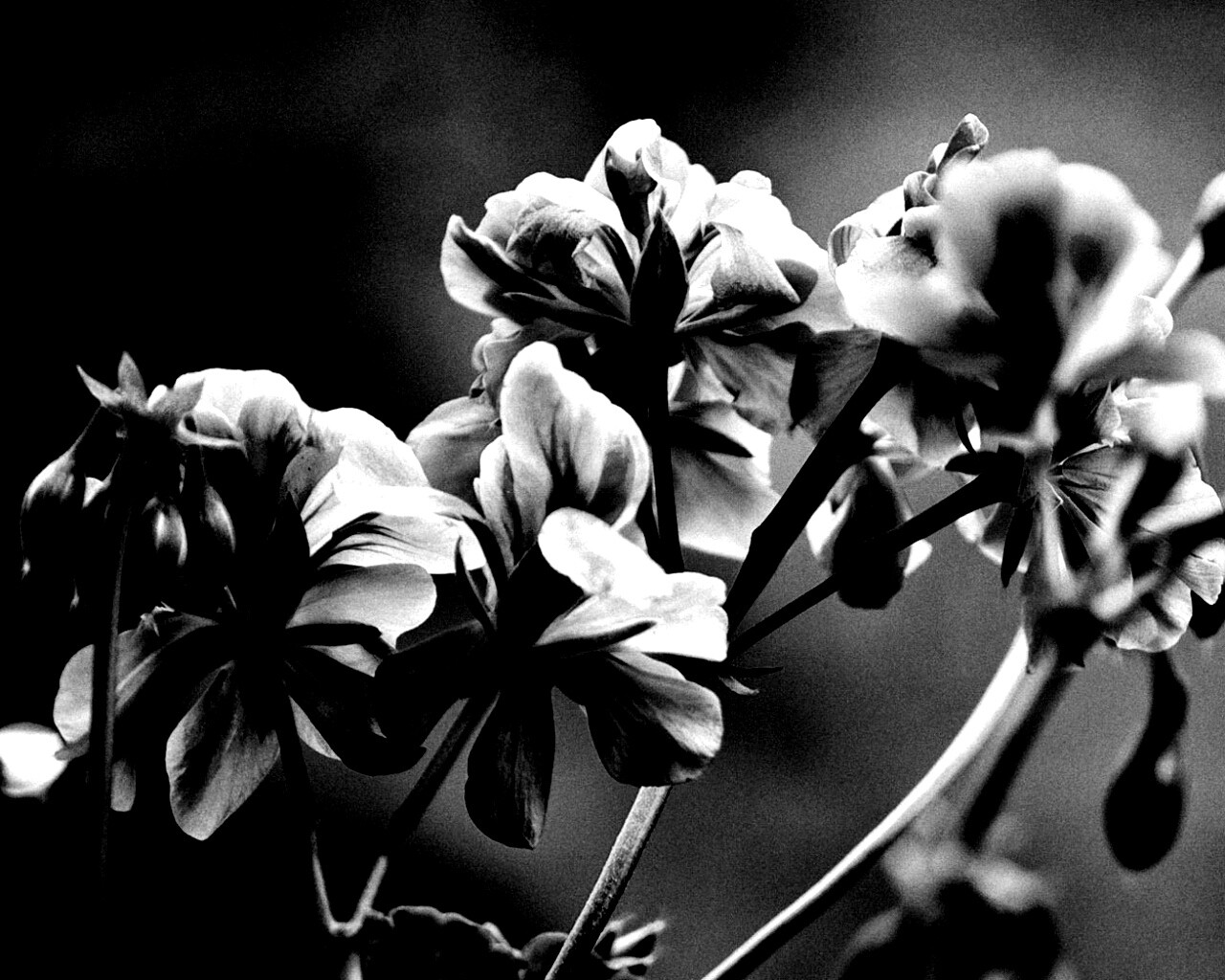 Чёрно-белое фото цветов обои