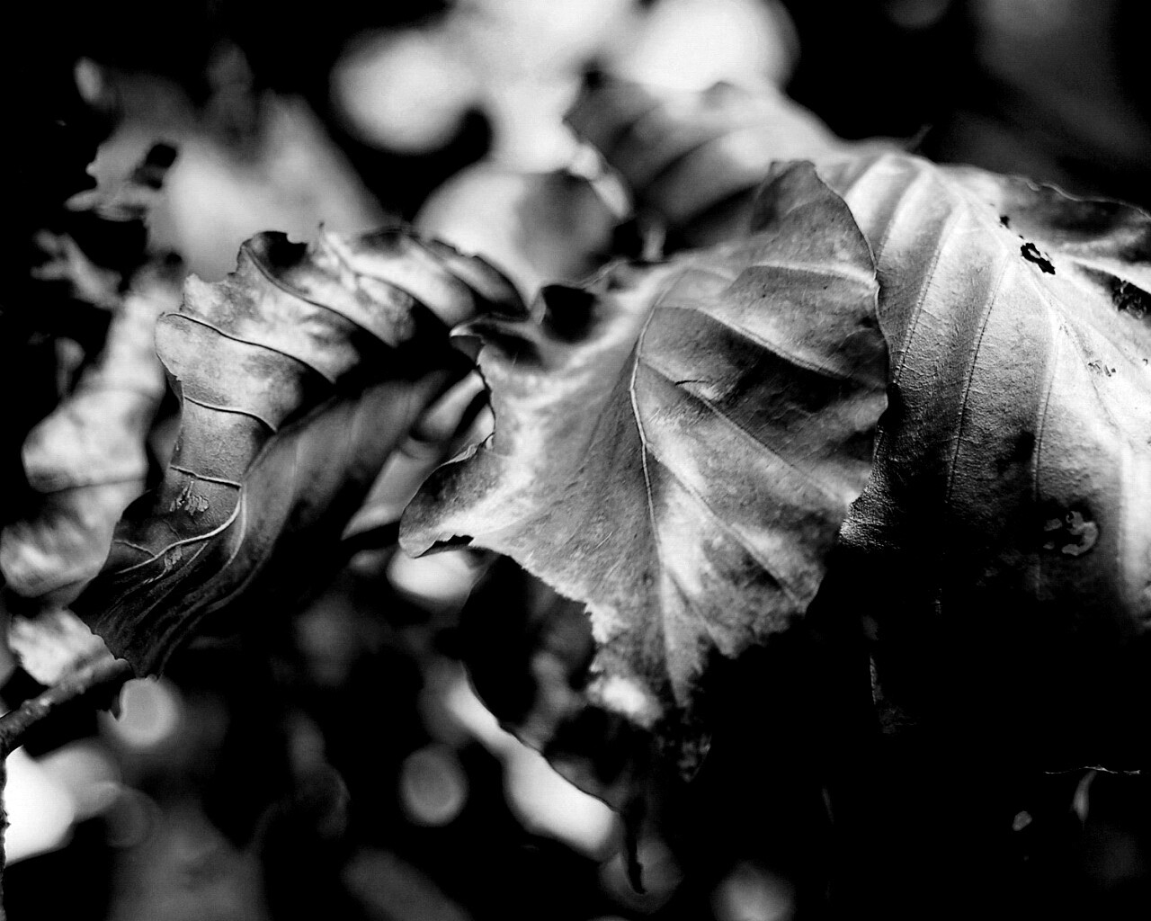 Засохший лист обои