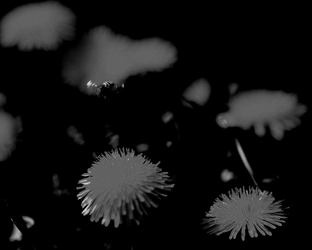 Пчёлка пролетает над одуванчиками обои