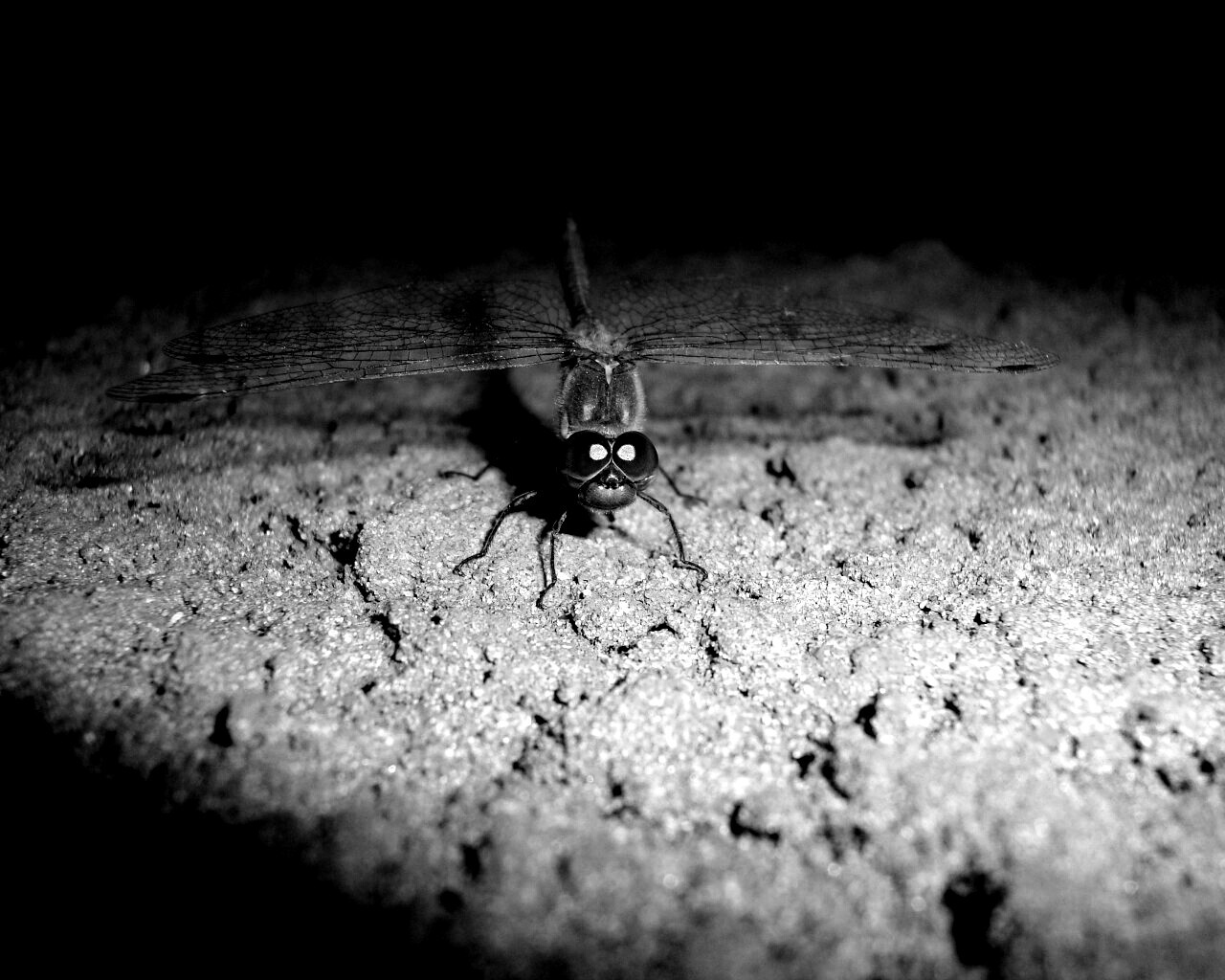 Стрекоза обои