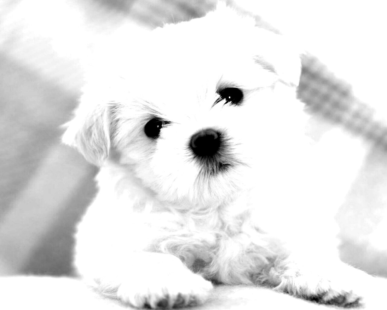 Щенок мальтийской болонки обои