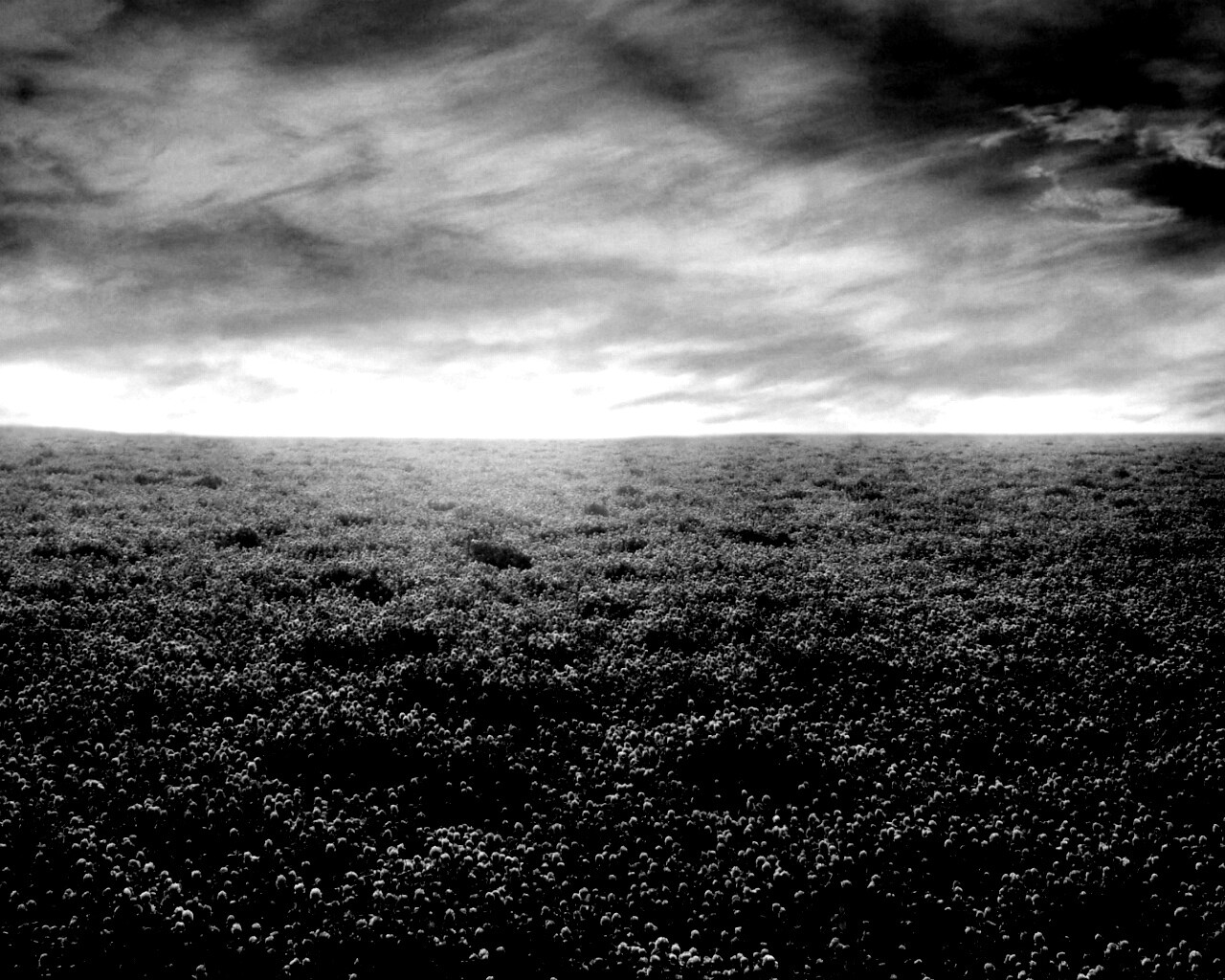 Закатное небо над цветочным полем обои