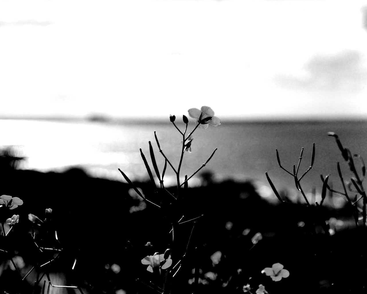 Мелкие жёлтые цветы обои