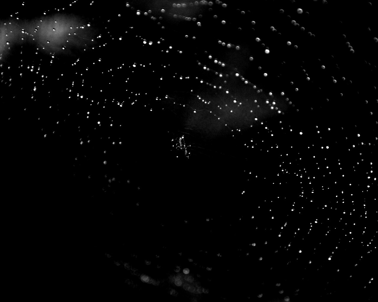 Паук на паутине обои