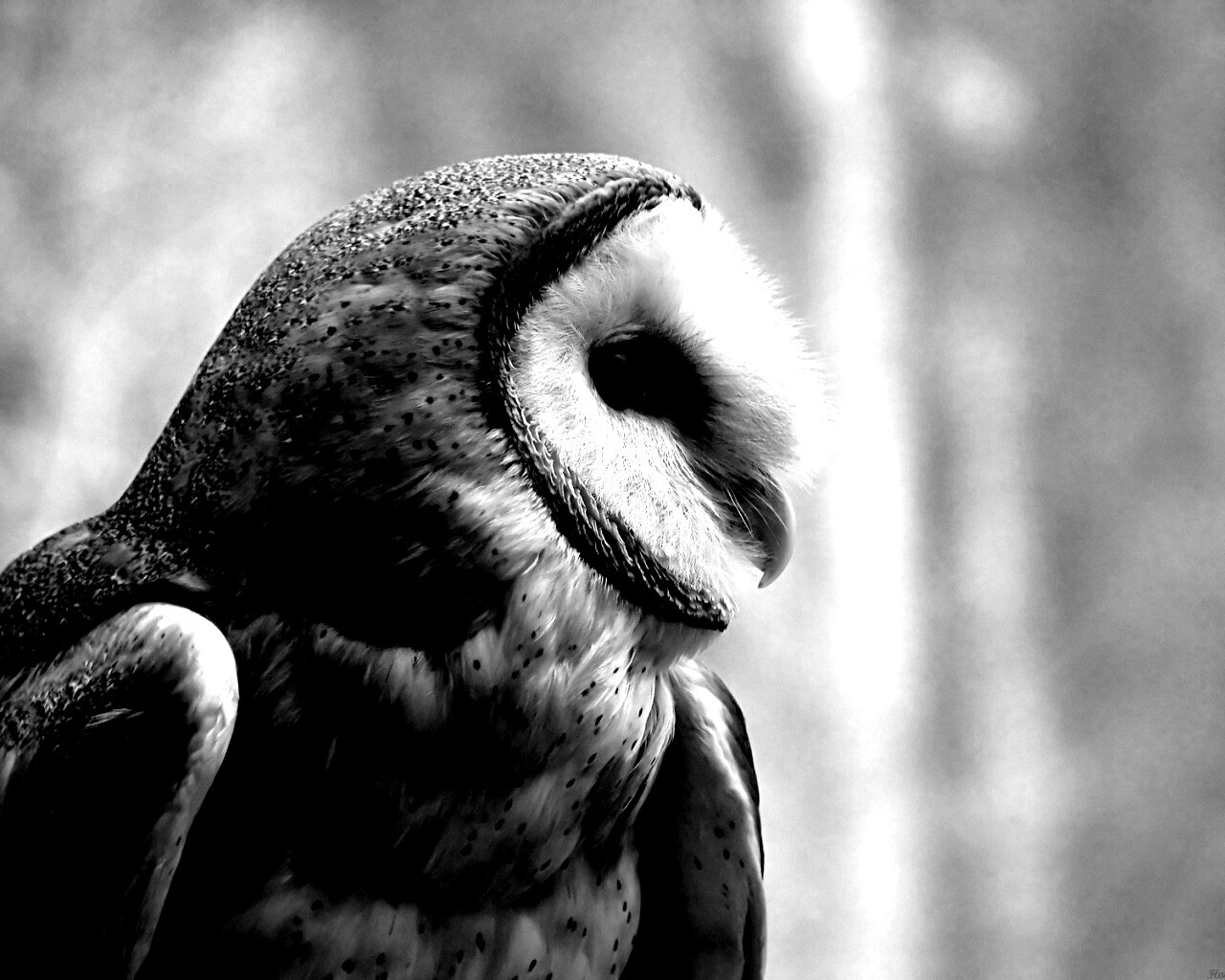 Сипуха обои