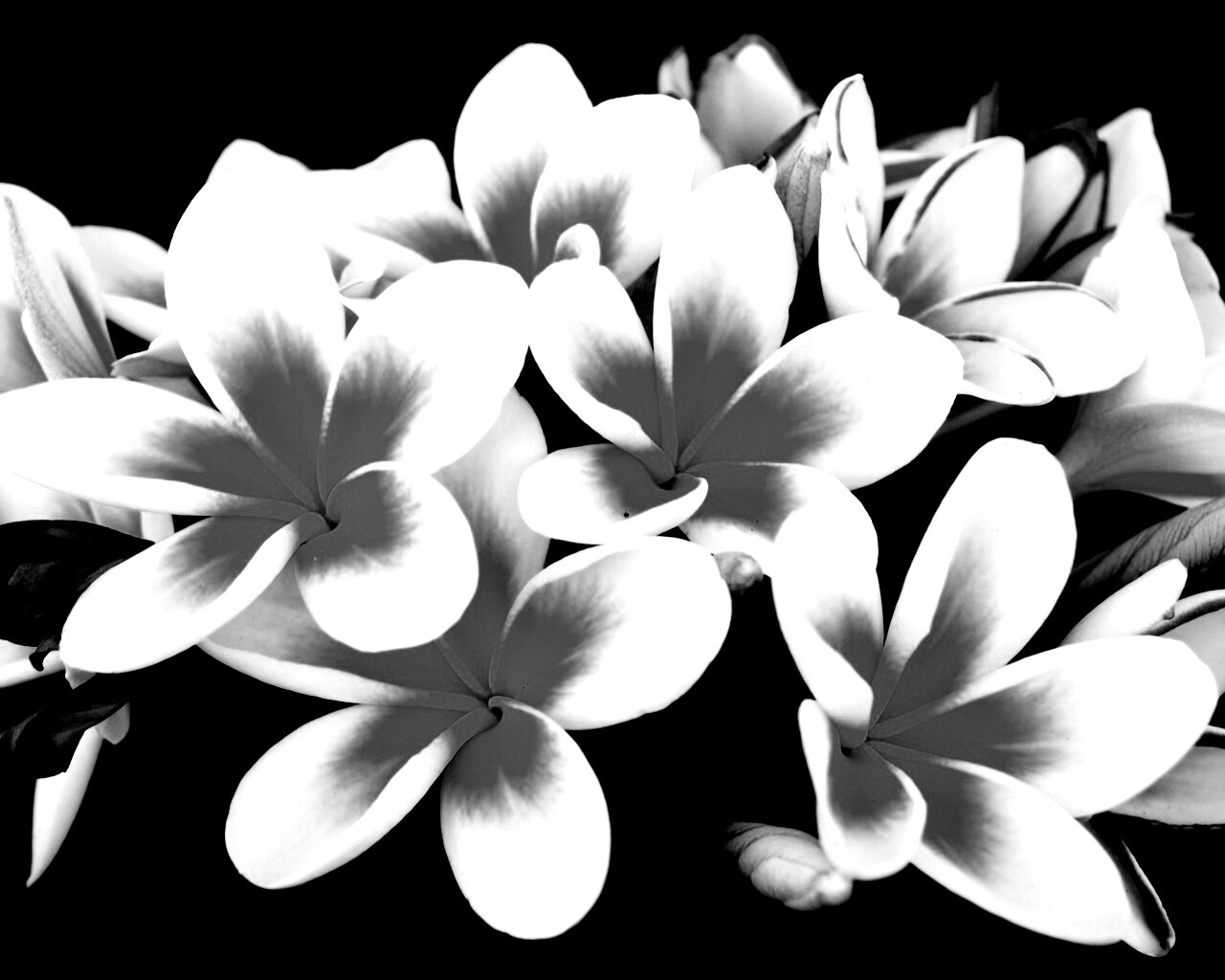 Прекрасные цветы обои