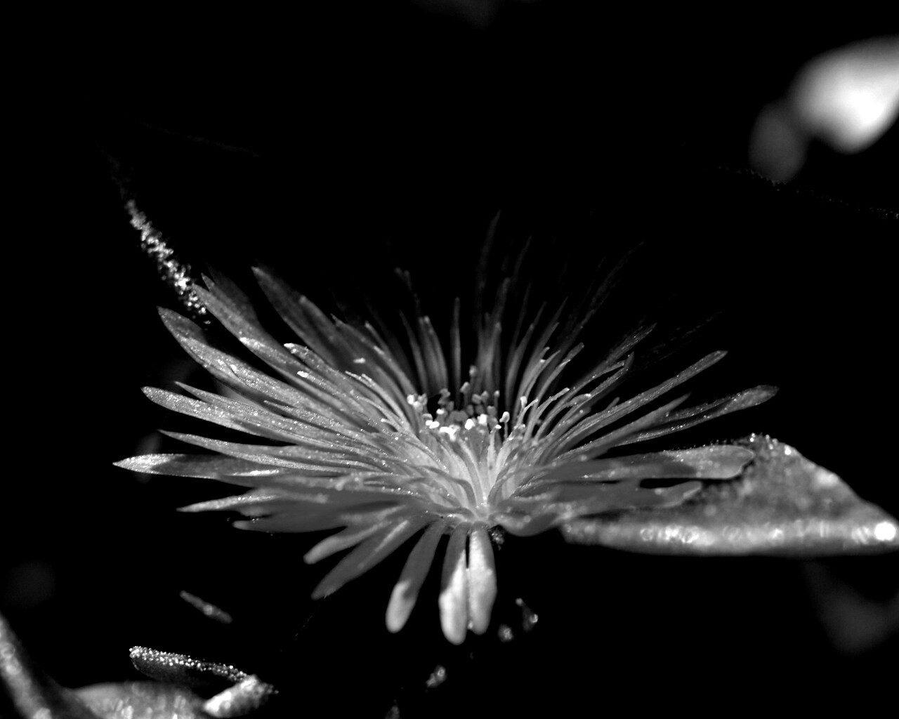 Чудесный цветок обои