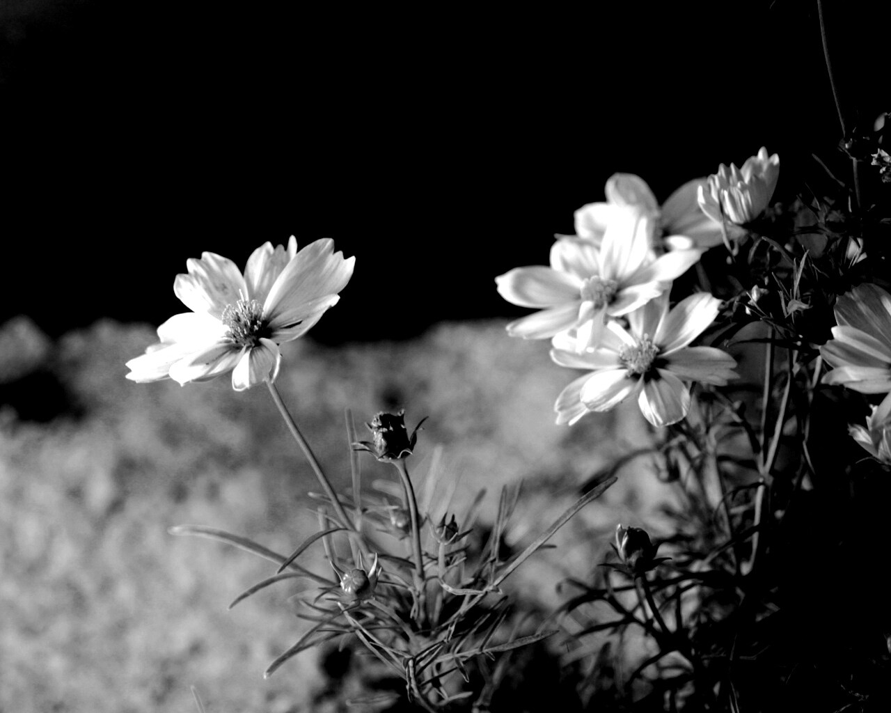 Полевой цветок обои