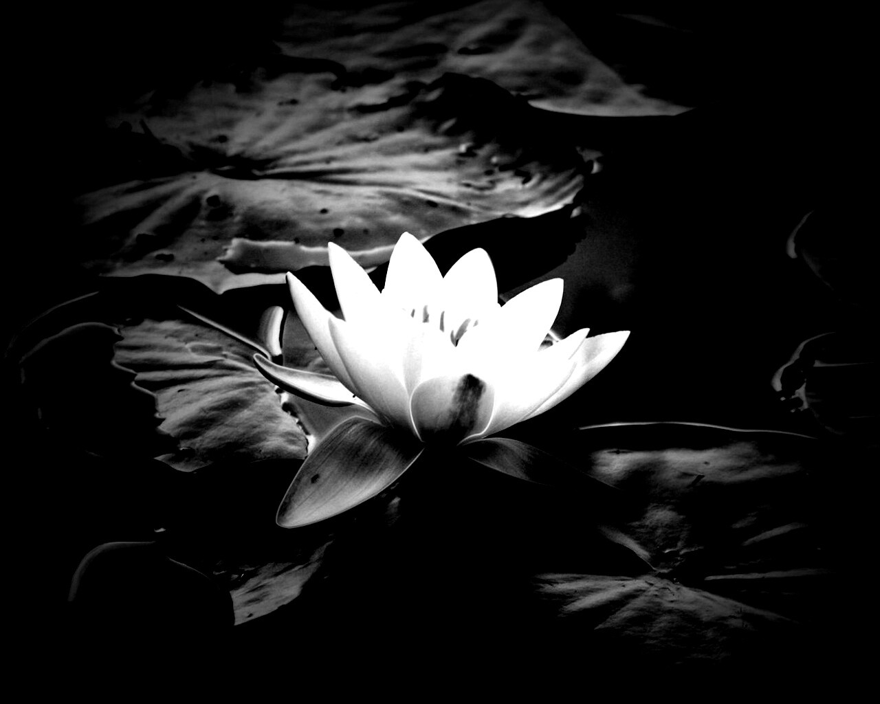 Кувшинка обои