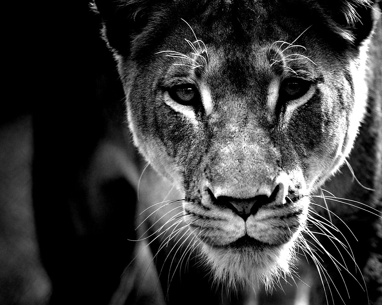 Портрет хищника обои