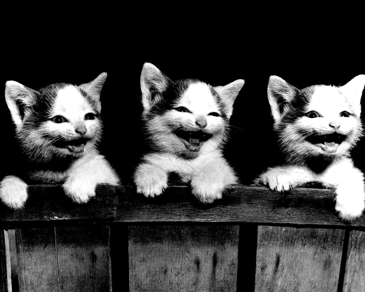 Три милых котенка обои