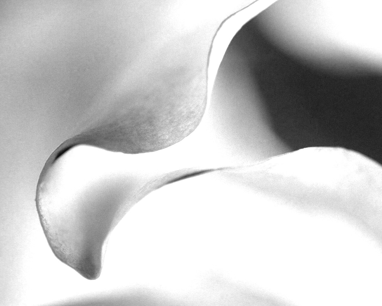 Оттенки природы обои