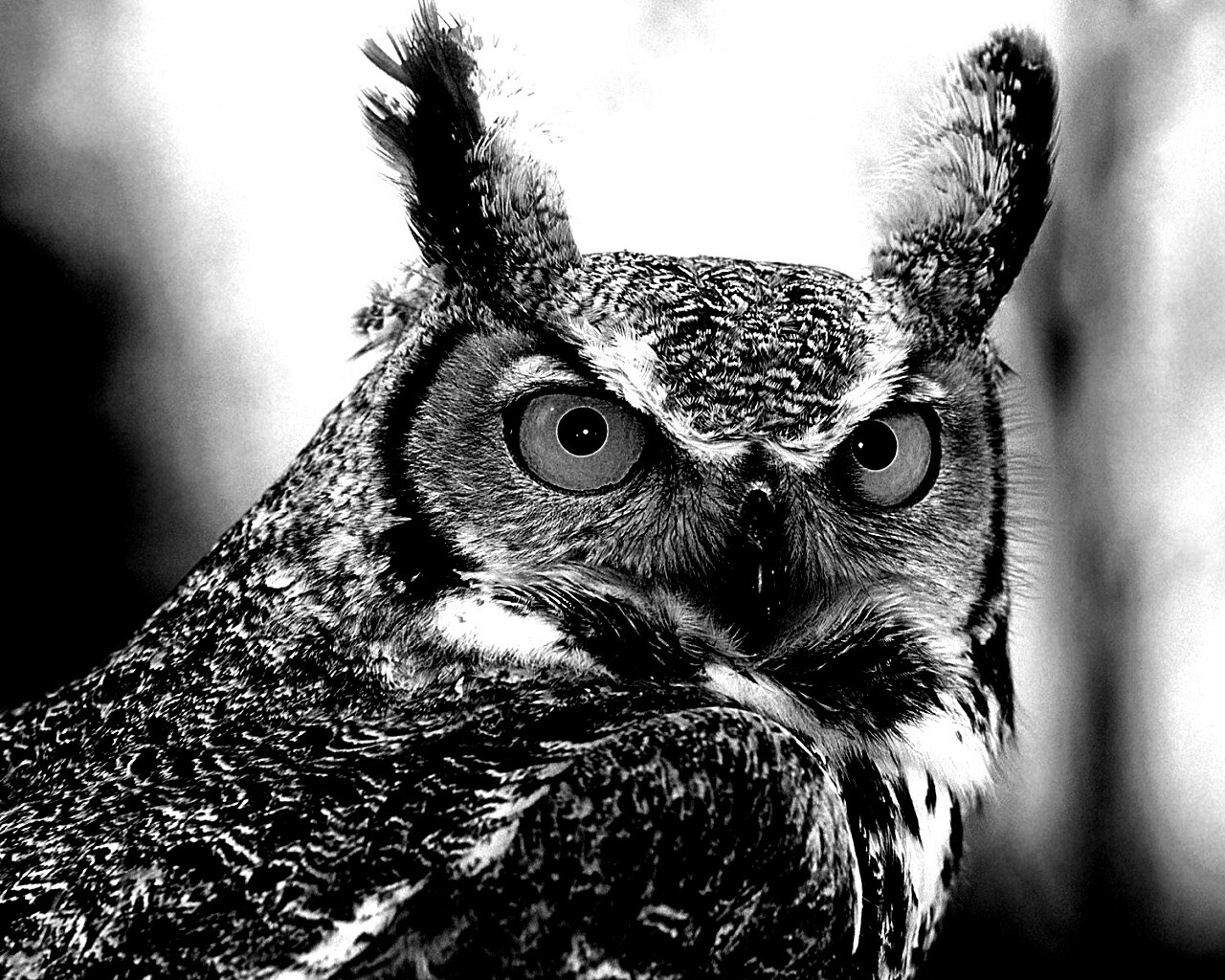 Орлиная сова обои