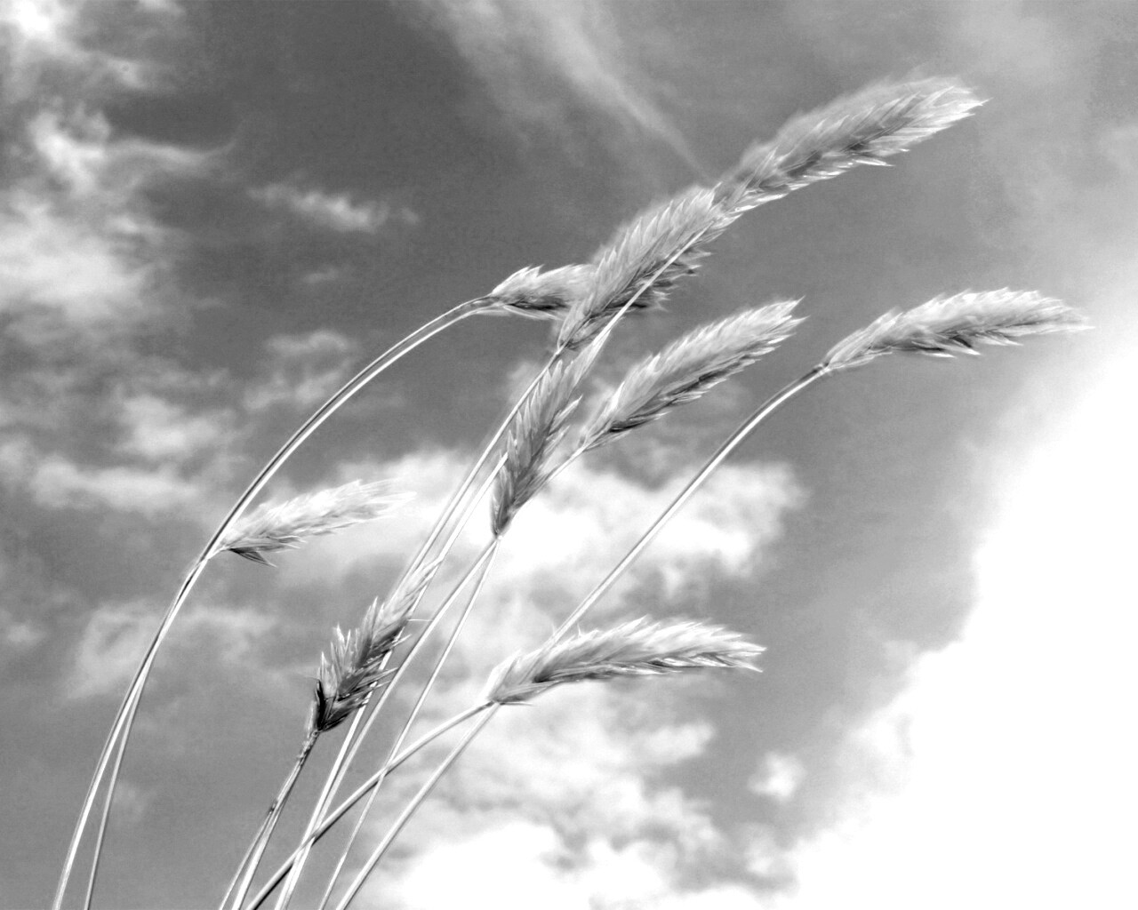 Колосья обои