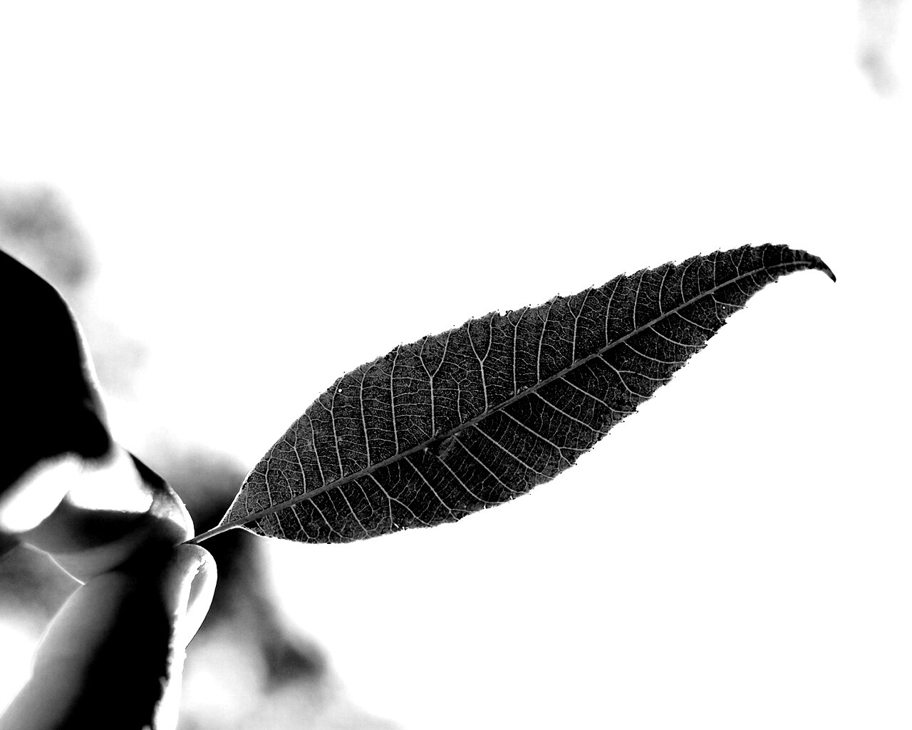 Листик в пальцах обои