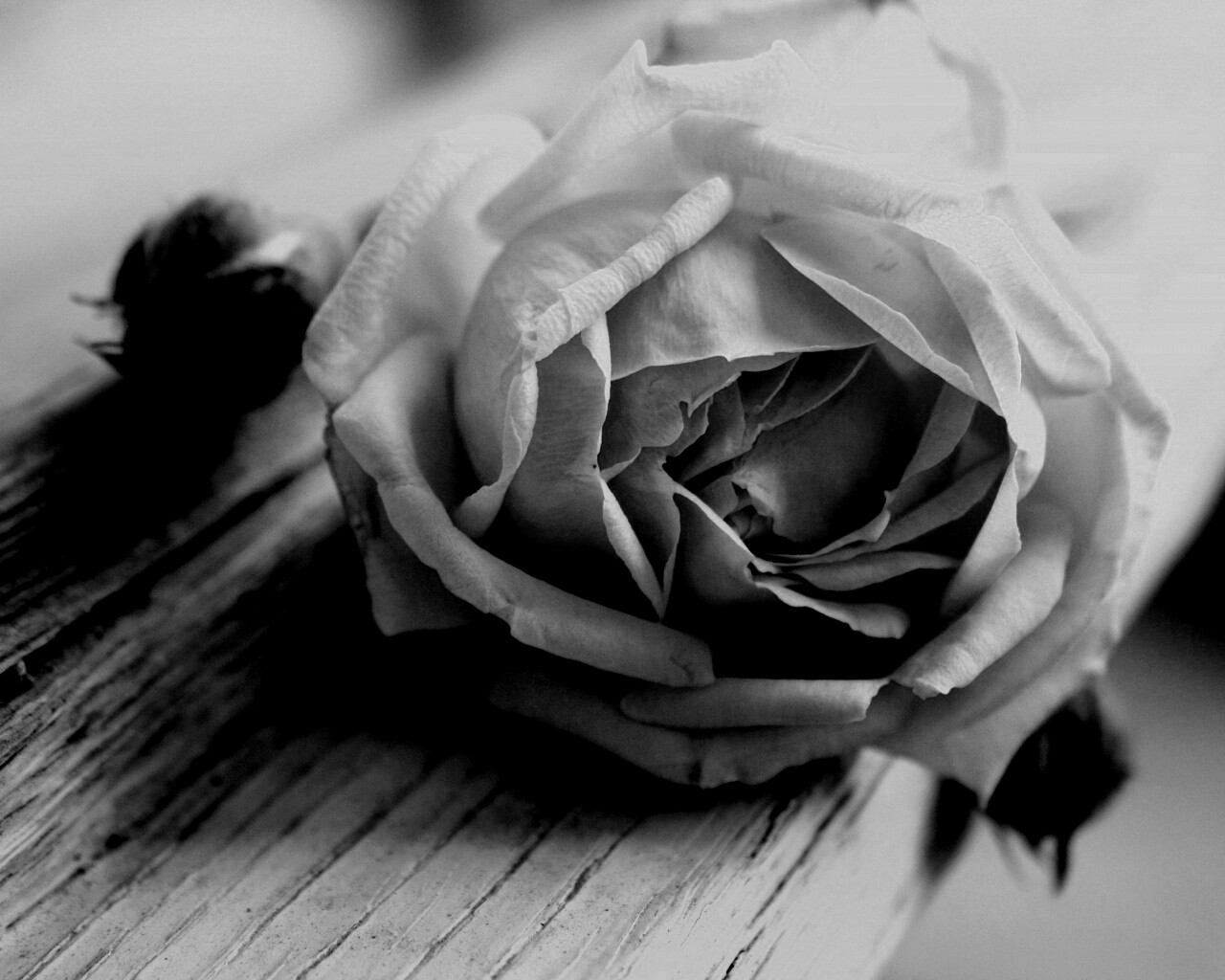 Бутон нежной розы обои