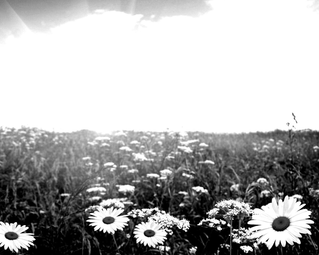 Поле ромашек обои