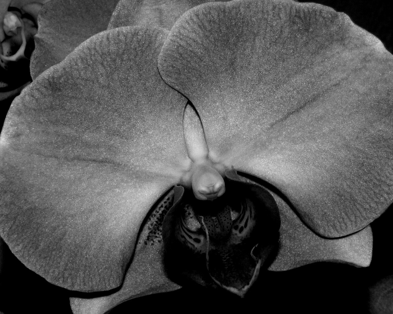 Фиолетовая орхидея обои