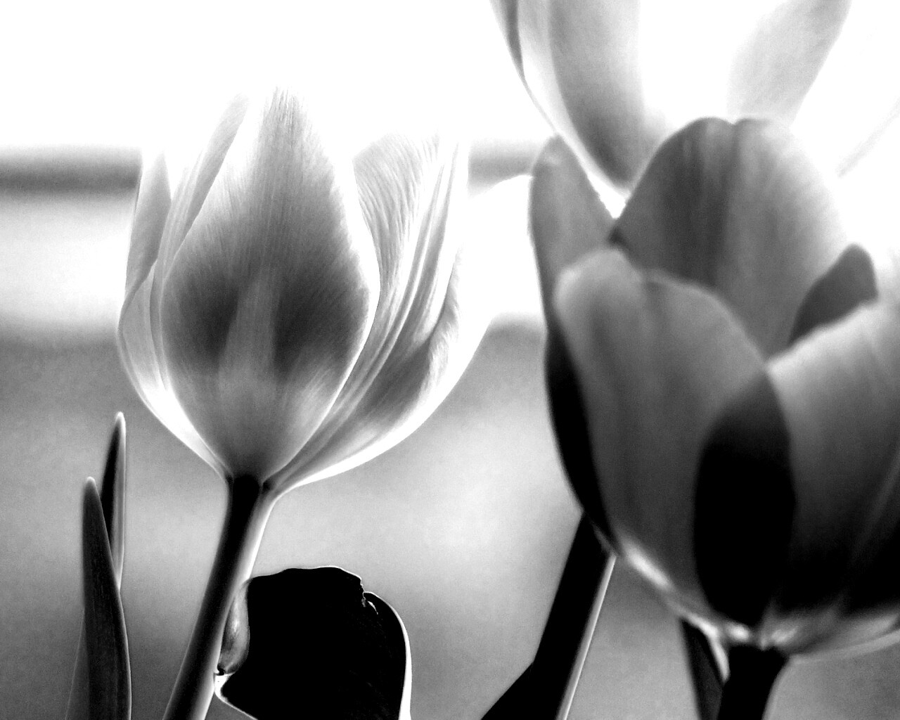 Тюльпаны обои