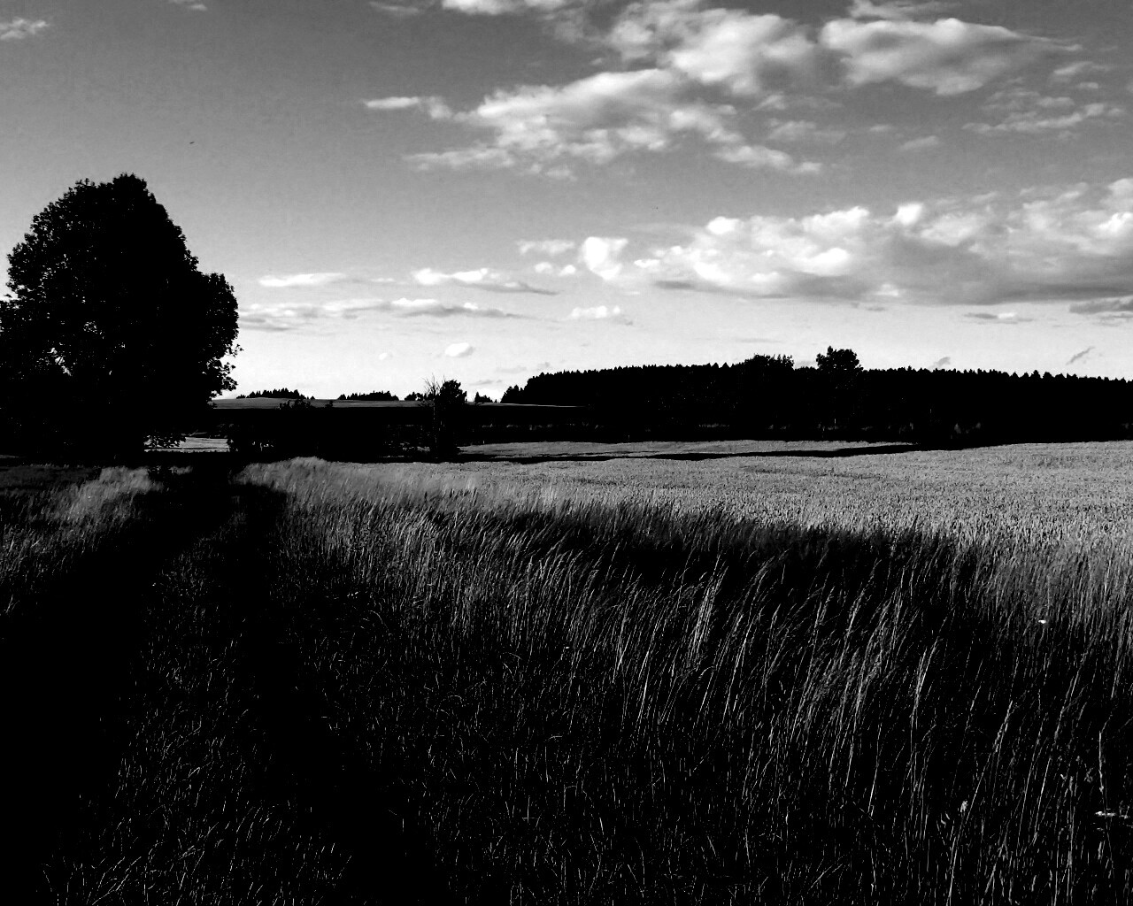 Колея в поле обои