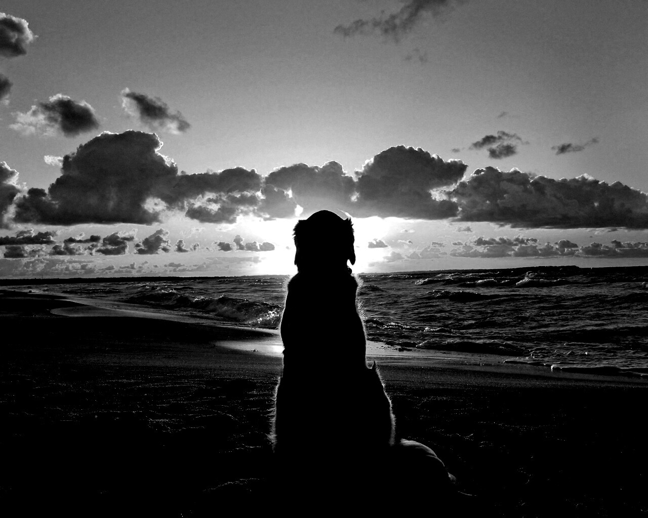 Собака наблюдающая закат на пляже обои