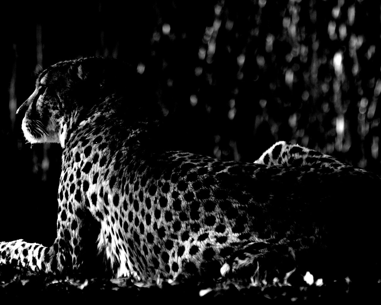 Гепард обои
