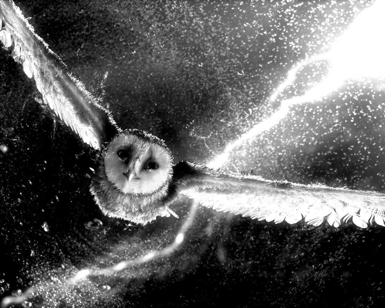 Ночные стражи обои