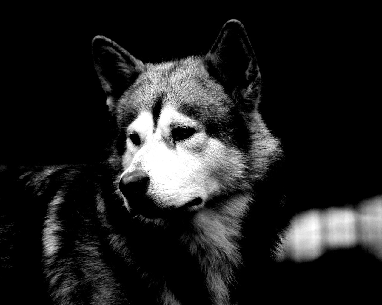 Собака с грустным взглядом обои