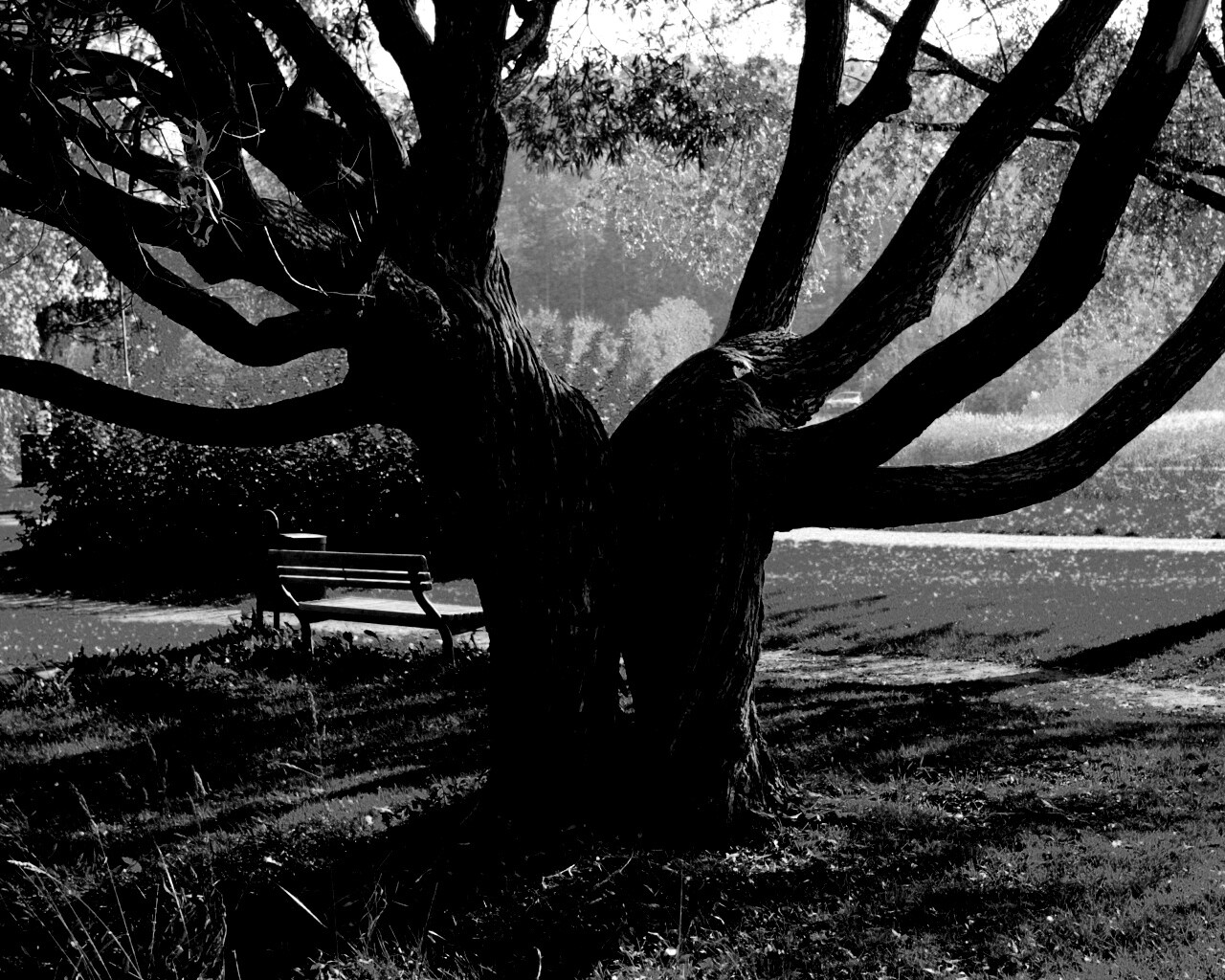 Старые сросшиеся деревья обои