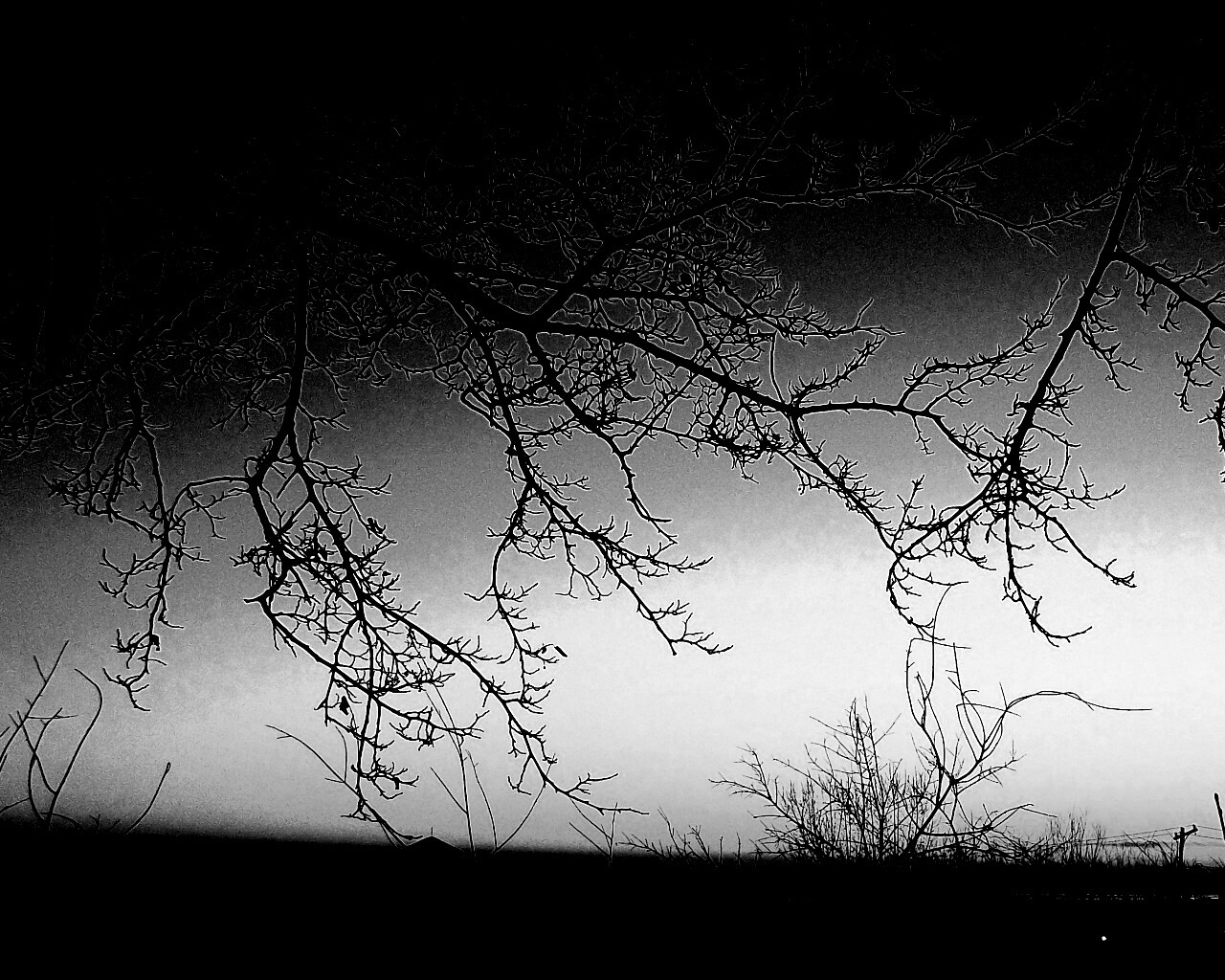 Закат сквозь ветки деревьев обои