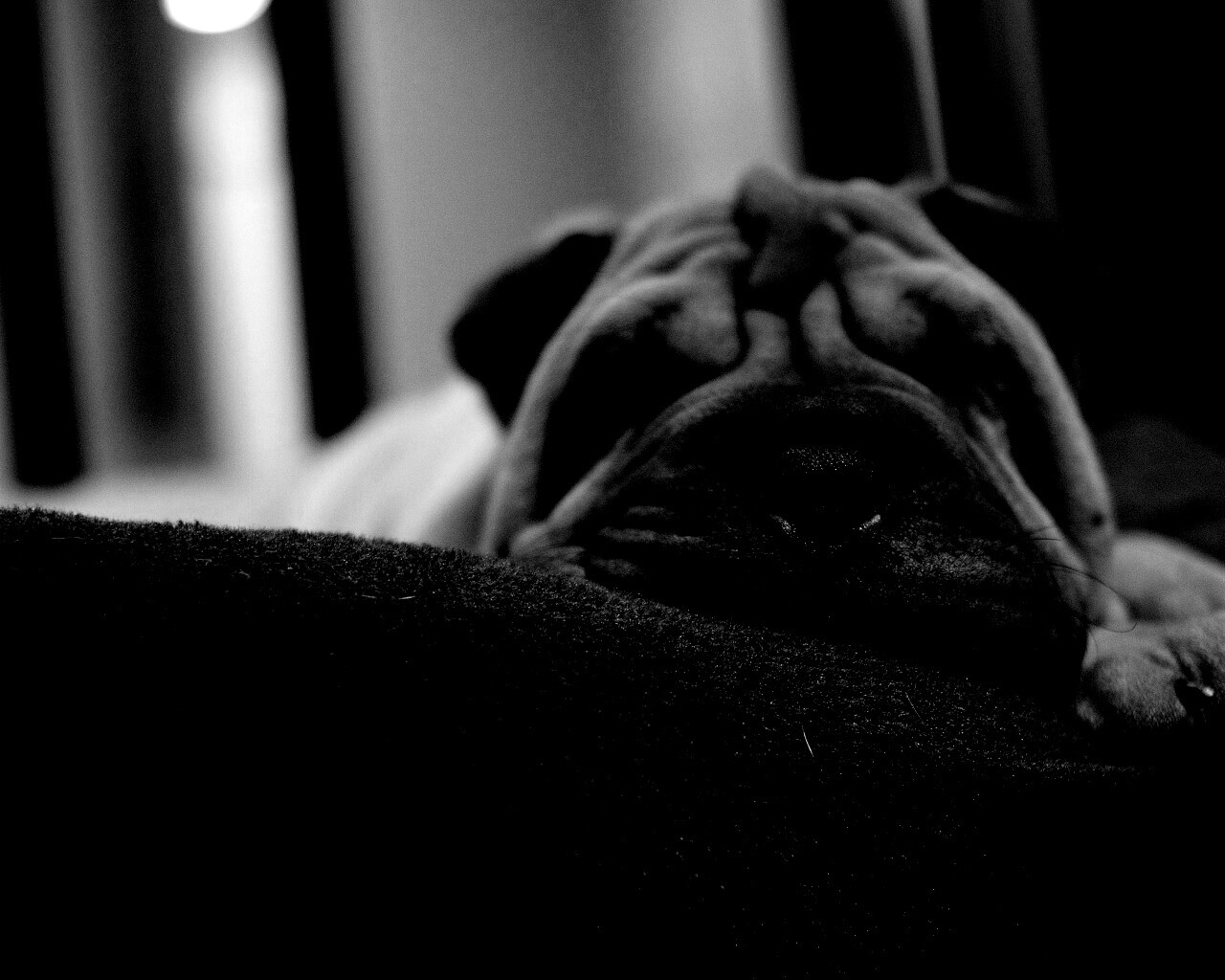 Щенок шарпея спит обои