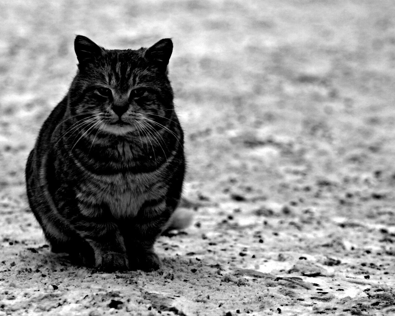 Тяжелый взгляд котэ обои