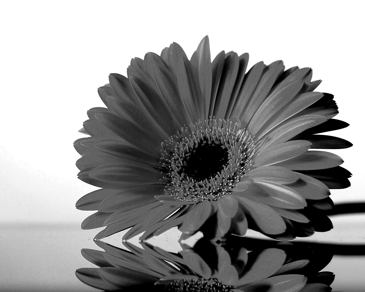 Гербер на стекле обои