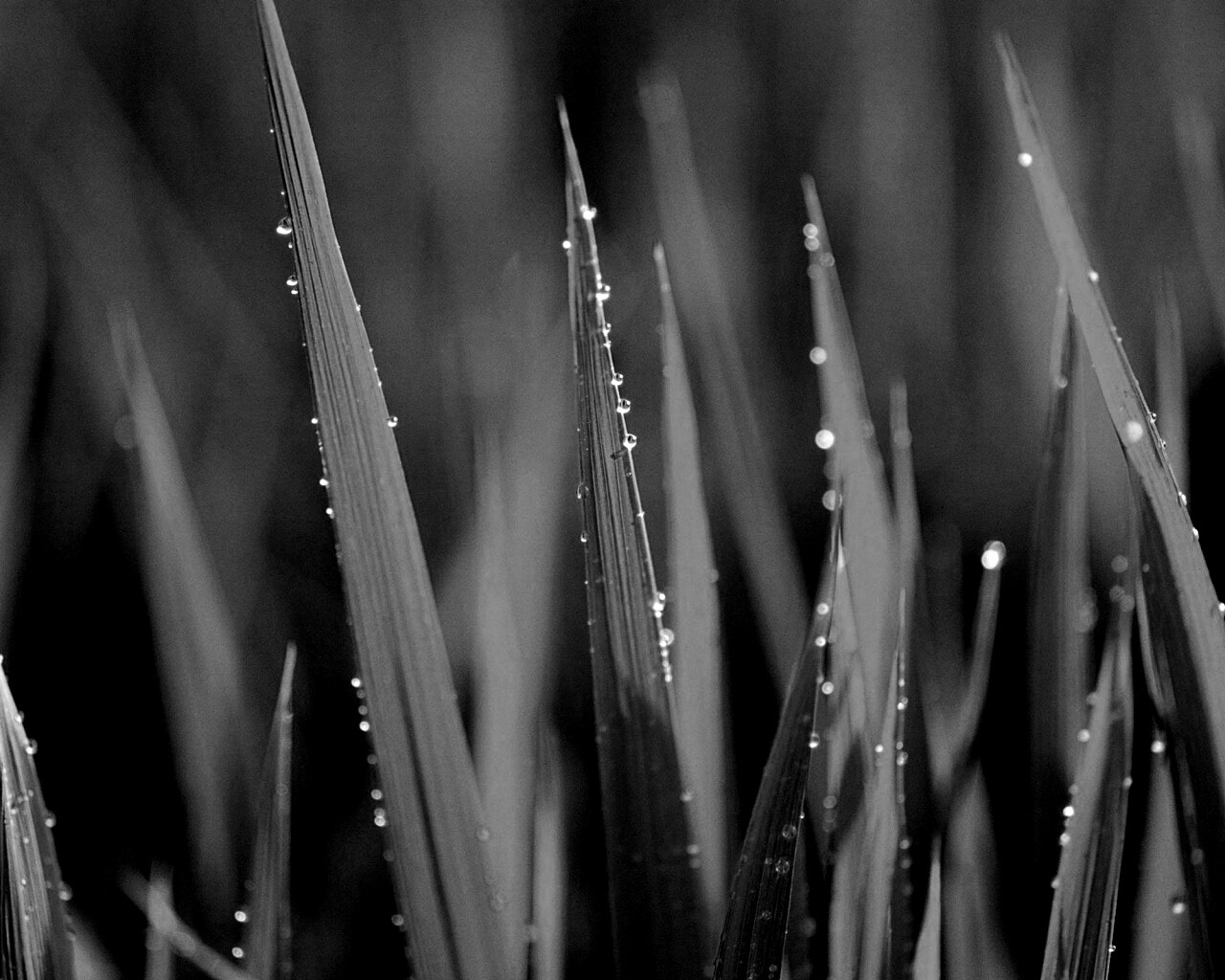 Яркая зеленая трава обои