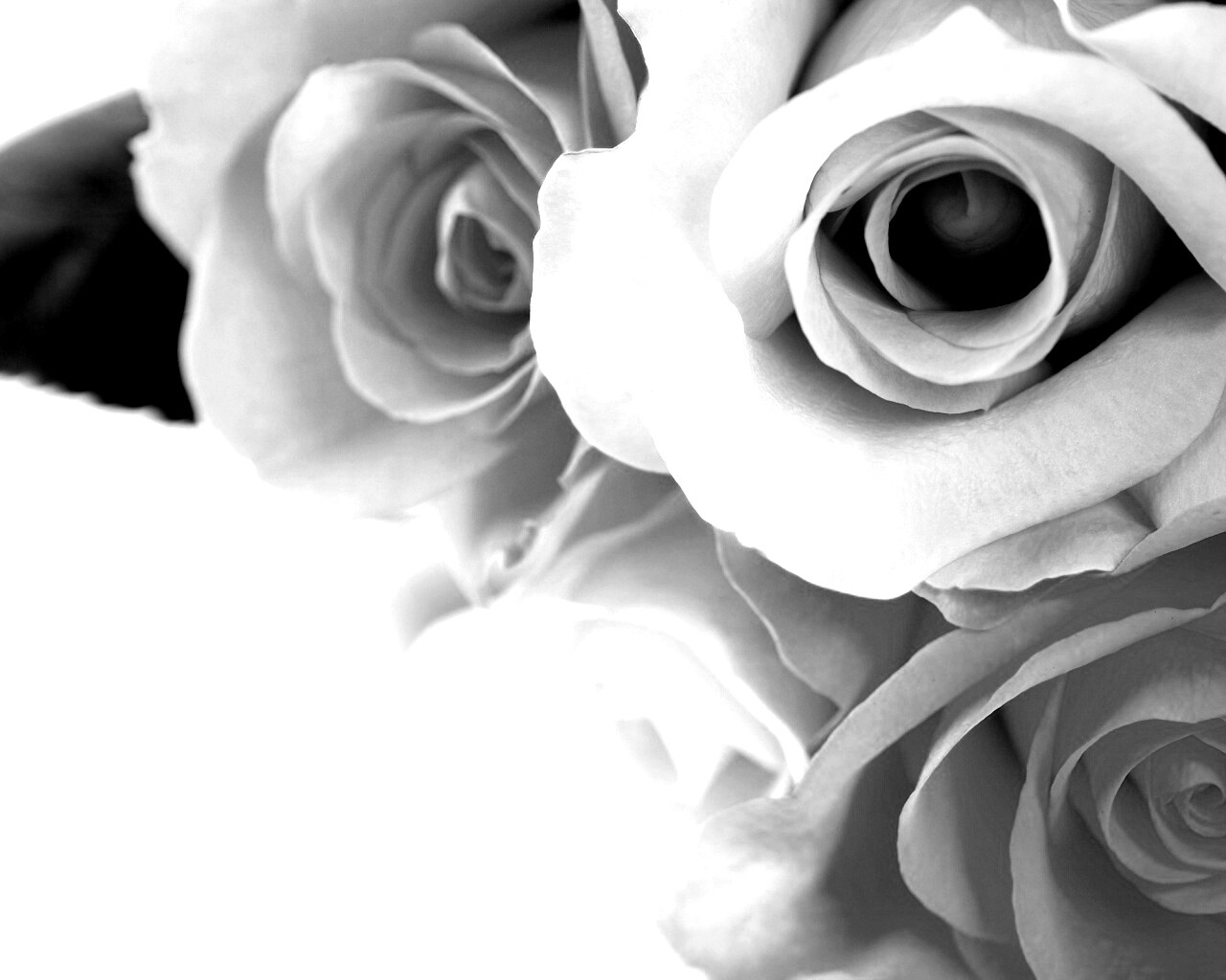 Букет разноцветных роз обои