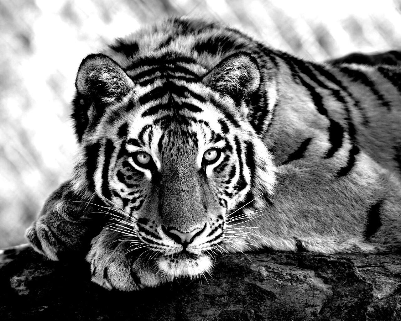 Большая полосатая кошка обои