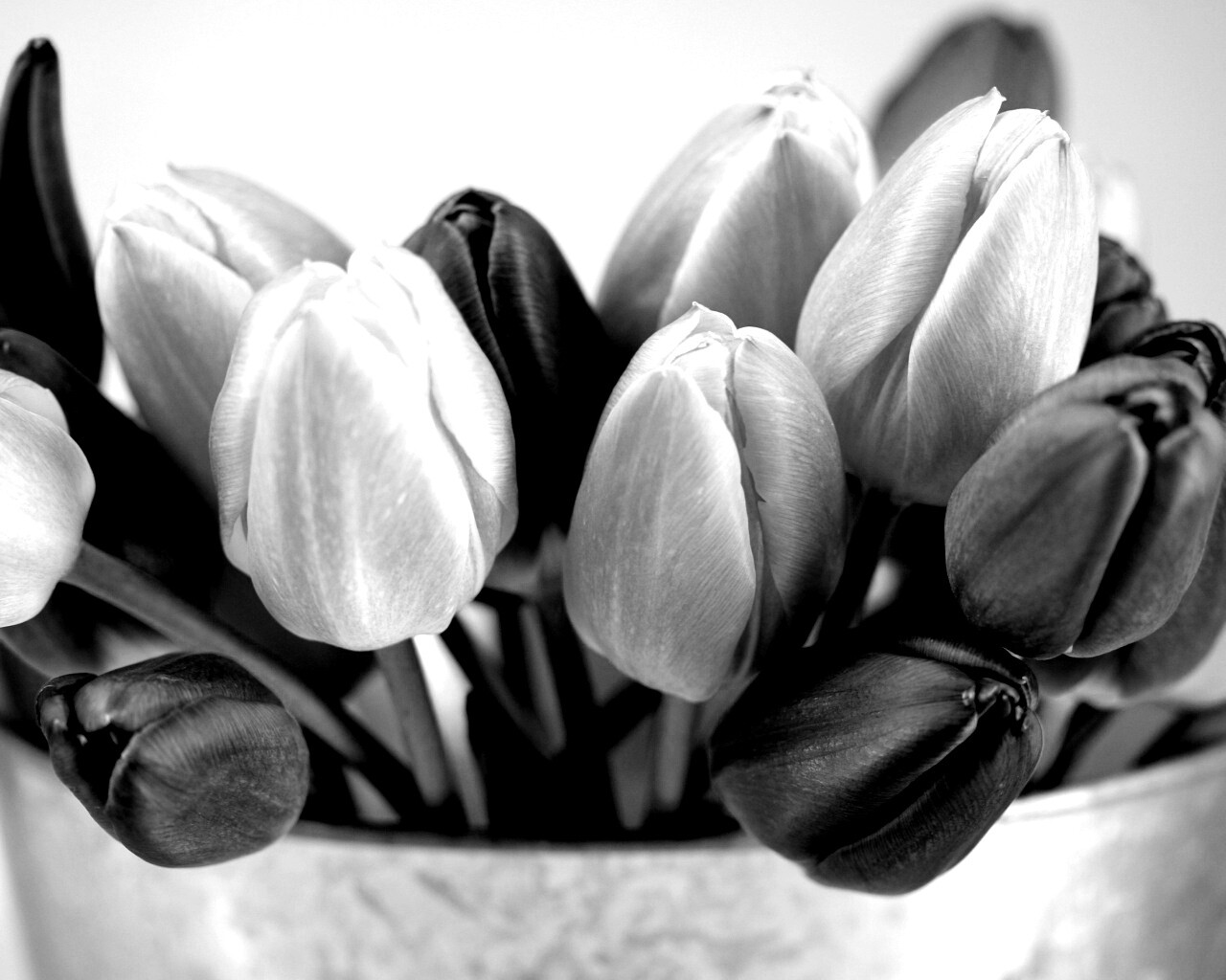 Розовые и фиолетовые тюльпаны обои