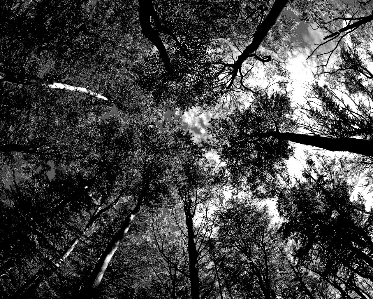 Кроны деревьев обои