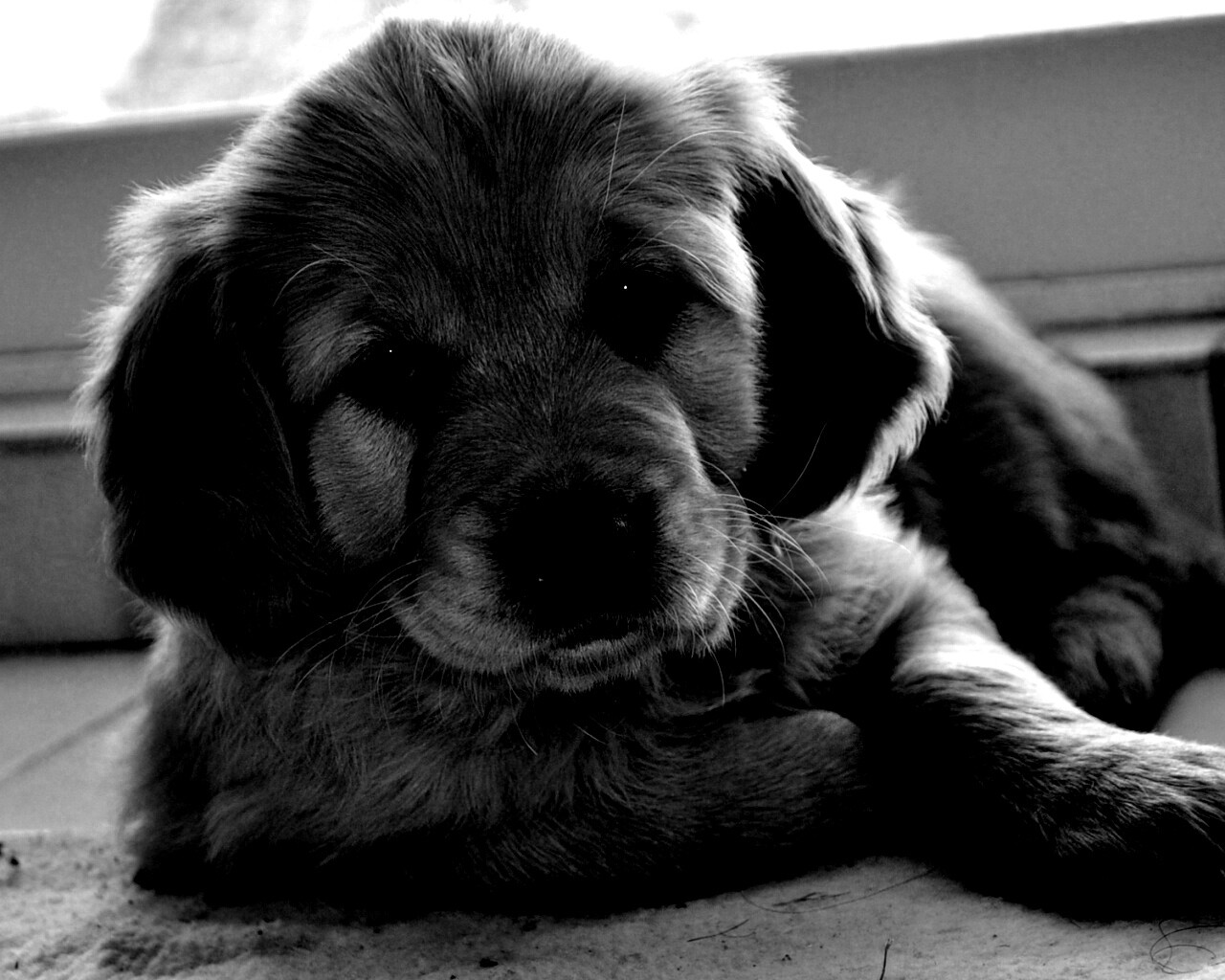 Сонный щенок лабрадора обои