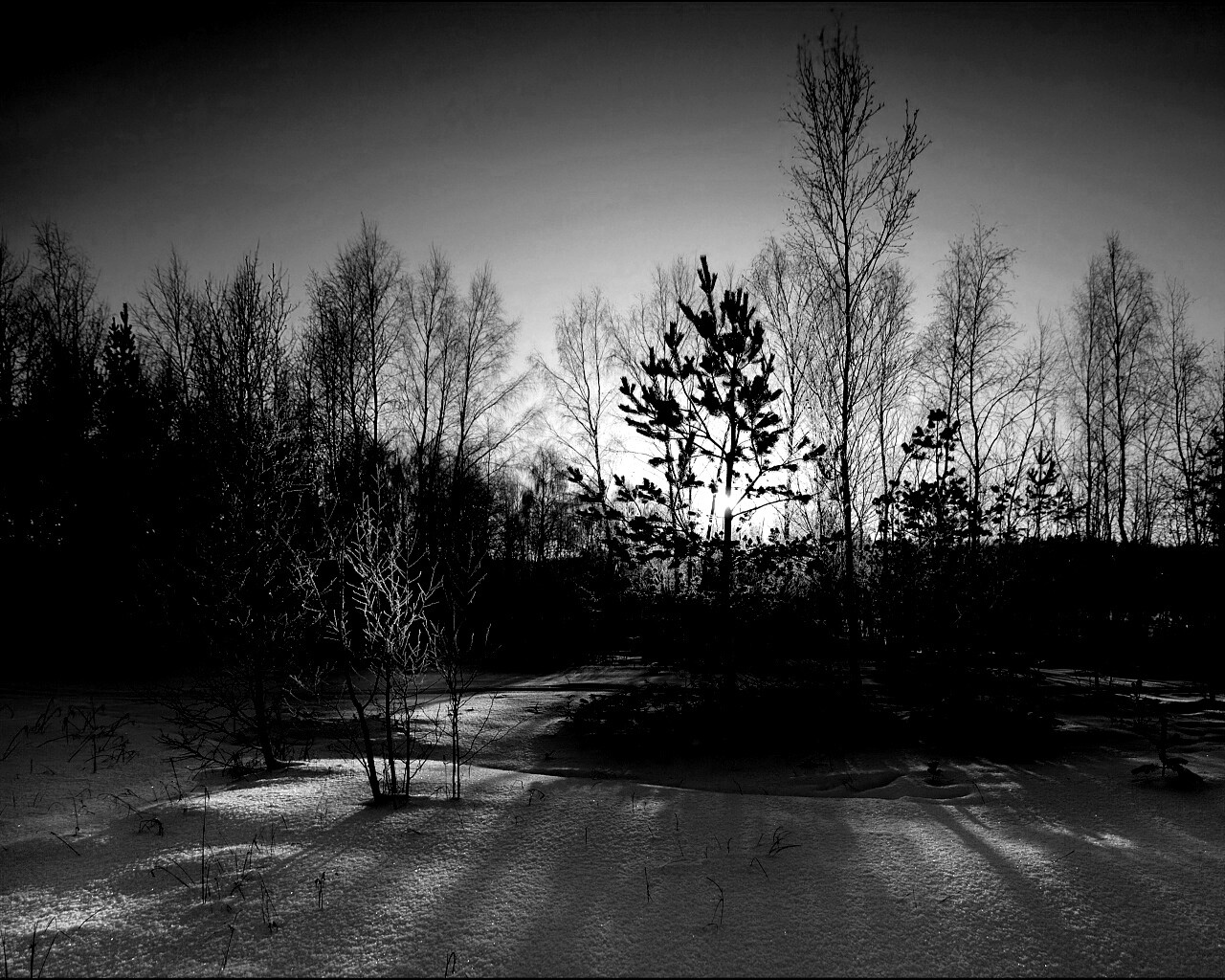 Зимний лес обои