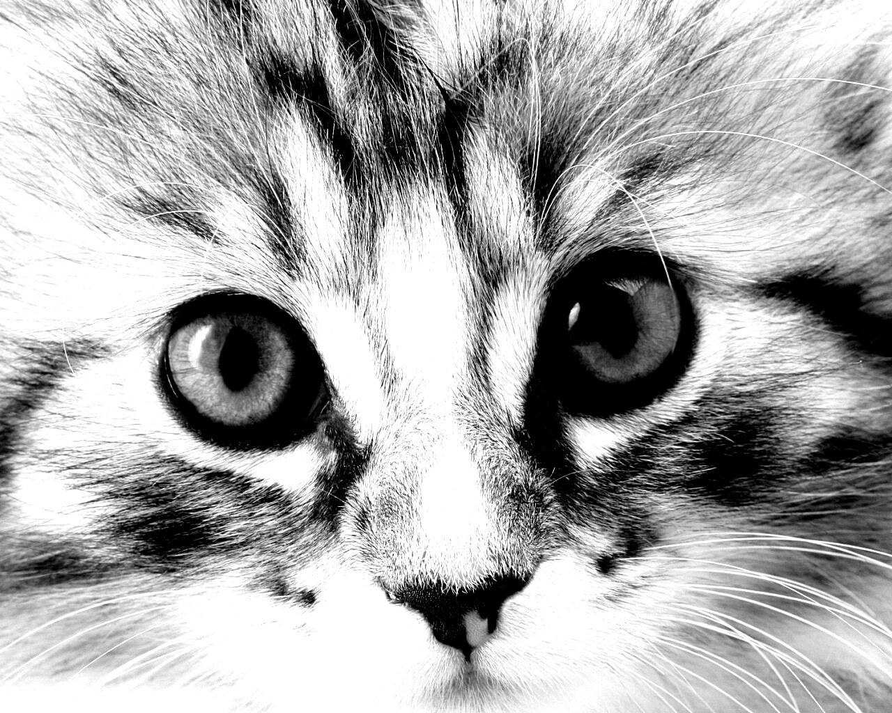 Пушистый котенок обои